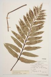 Asplenium obtusatum. Herbarium specimen from Tomahawk Beach, Dunedin, WELT P0167202, showing abaxial surface of fertile frond. 
 Image: J.W. Wilson-Davey © Te Papa CC BY-NC 3.0 NZ